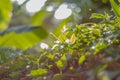 Nature green bokeh sunlight blur leaves background. Royalty Free Stock Photo
