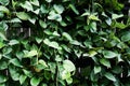 Nature green climbing plants on the wall background