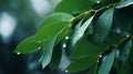 Nature green Eucalyptus leaves with raindrop background