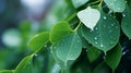 Nature green Eucalyptus leaves with raindrop background