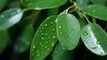 Nature green Eucalyptus leaves with raindrop background Royalty Free Stock Photo