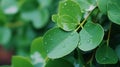 Nature green Eucalyptus leaves with raindrop background