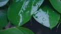 Nature green Eucalyptus leaves with raindrop background Royalty Free Stock Photo