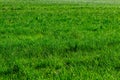 Nature green grass background top view close up Royalty Free Stock Photo