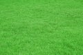 Nature green grass in the garden, Lawn pattern texture background, Perspective. Royalty Free Stock Photo