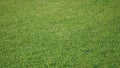 Nature green grass in the garden, Lawn pattern texture background, Perspective. Royalty Free Stock Photo