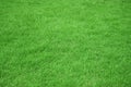 Nature green grass in the garden, Lawn pattern texture background, Perspective. Royalty Free Stock Photo