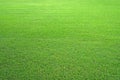 Nature green grass in the garden, Lawn pattern texture background, Perspective. Royalty Free Stock Photo