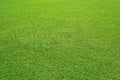 Nature green grass in the garden, Lawn pattern texture background, Perspective. Royalty Free Stock Photo