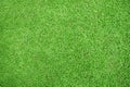 Nature green grass in the garden, Lawn pattern texture background, Top view. Royalty Free Stock Photo