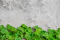 Nature green ivy gourd leaf on concrete wall background nature Royalty Free Stock Photo