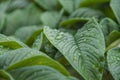 Nature green Konjac leaves with raindrop background Royalty Free Stock Photo