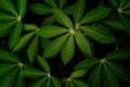 Nature green leaf background, water droplets on leaves , Natural background and wallpaper Royalty Free Stock Photo