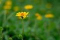 Nature and green leaf blur background