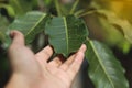 Nature of green leaf in garden at summer under sunlight. Natural green leaves plants using as spring background environment Royalty Free Stock Photo