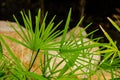 Nature green leaf of lady palm Rhapis exclesa plamae in garden