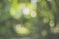 Nature green leaves on blurred greenery tree background and sunlight bokeh Royalty Free Stock Photo