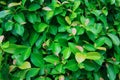 Nature green leaves with rain drops freshness in nature with daylight background