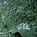 Nature green leaves with raindrop background Royalty Free Stock Photo
