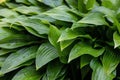 Nature green leaves with raindrop background Royalty Free Stock Photo