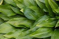 Nature green leaves with raindrop background Royalty Free Stock Photo