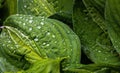 Nature green leaves with raindrop background Royalty Free Stock Photo