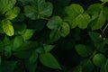 Nature green leaves texture on dark background Royalty Free Stock Photo