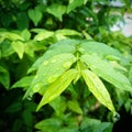 Nature green leaves with water drop after rian Royalty Free Stock Photo