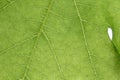 nature green macro loza Royalty Free Stock Photo