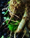 Nature green moss art bonsai