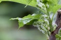 Young mulberry fruit on the tree.