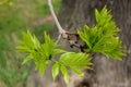 New ash leaves on a twig lush green color close-up developing leaf tree blurred background Royalty Free Stock Photo