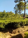 Nature of green tea valley