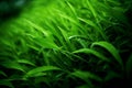 Nature green texture fresh grass. Generate Ai