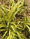 Nature greenery of pearl millet grass in morning sun