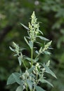 In nature, the grows Chenopodium album