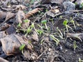 Nature grows among dead leaves. growing plants