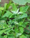 In nature, the grows fat hen Chenopodium album Royalty Free Stock Photo