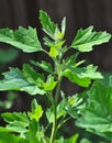 In nature, the grows fat hen Chenopodium album Royalty Free Stock Photo