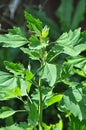 In nature, the grows fat hen Chenopodium album Royalty Free Stock Photo