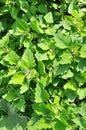 In nature, the grows fat hen Chenopodium album Royalty Free Stock Photo