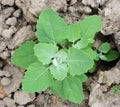 In nature, the grows fat hen Chenopodium album