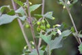 In nature grows nightshade (Solanum nigrum