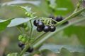 In nature grows nightshade (Solanum nigrum