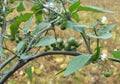 In nature grows nightshade (Solanum nigrum