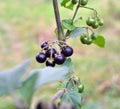 In nature grows nightshade (Solanum nigrum