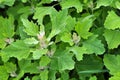 In nature, the grows orach Chenopodium album Royalty Free Stock Photo