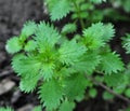 In nature grows stinging nettles Urtica urens Royalty Free Stock Photo