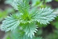 In nature grows stinging nettles Urtica urens