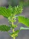 In nature grows stinging nettles Urtica urens Royalty Free Stock Photo